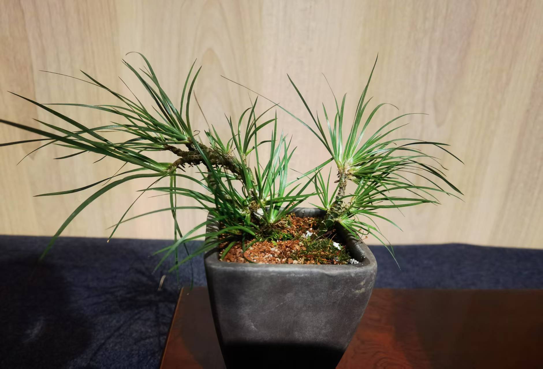 传承华夏菖蒲文化 共品雁荡禅意之美(图5)