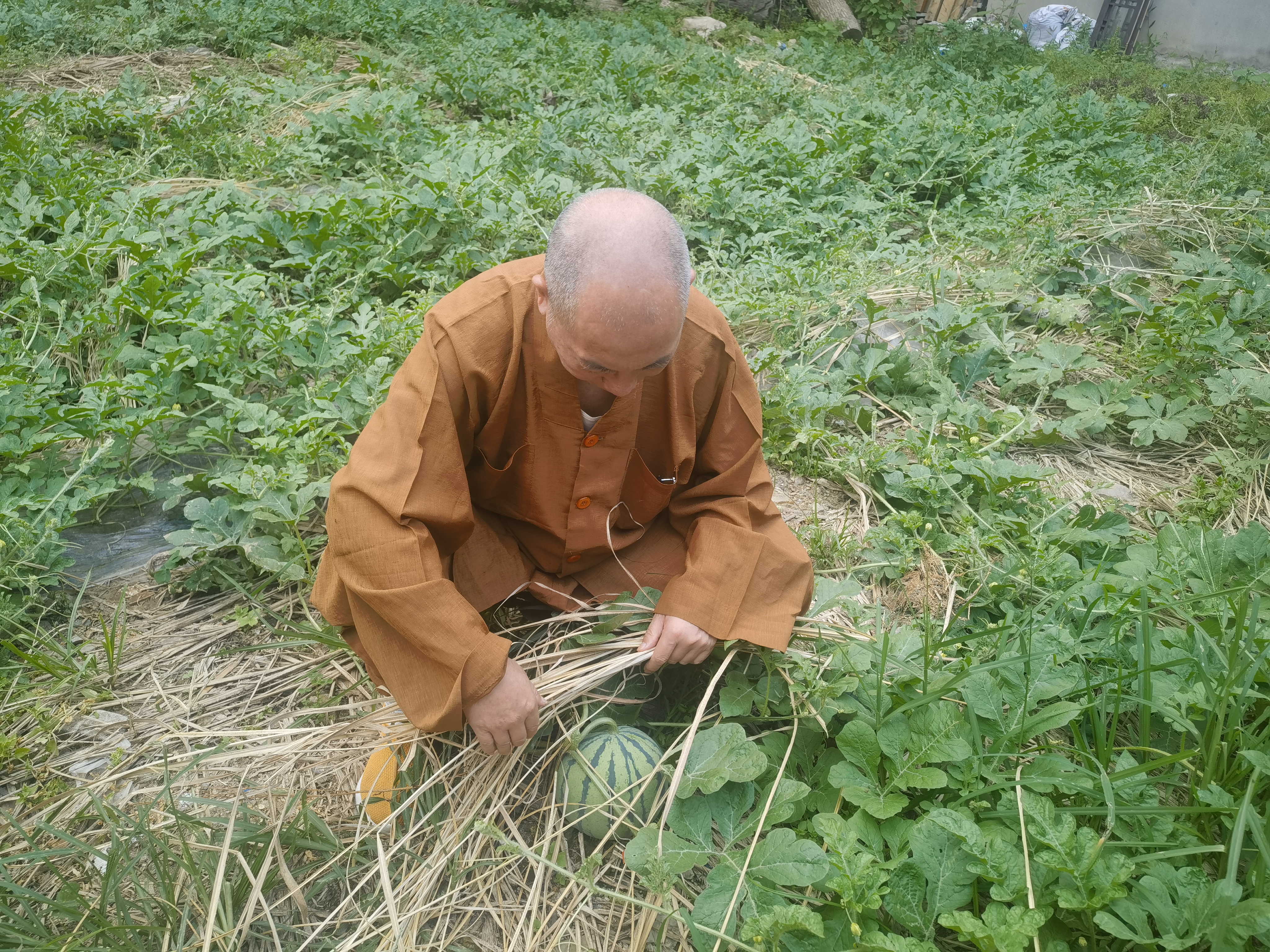 雁荡山能仁寺的西瓜园奇遇(图1)